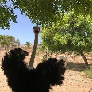  Agroturismo Finca Avestruz España